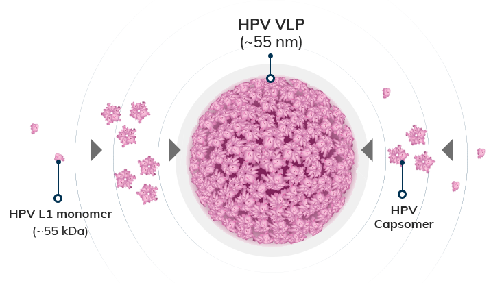 hpv platform